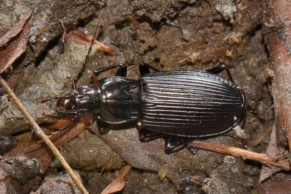 Pterostichus niger - Carabidae